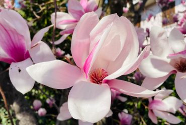 la-magnolia-e-fiorita